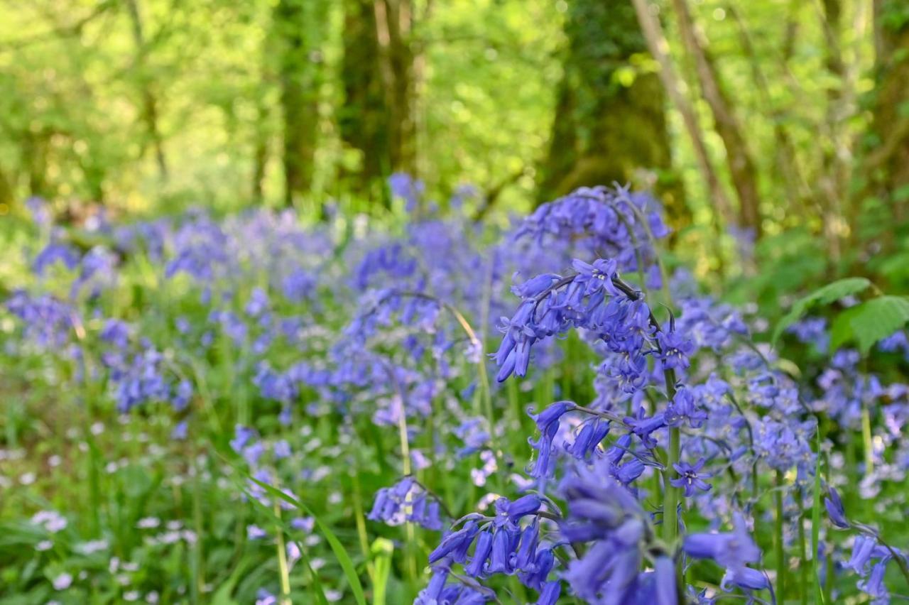 Wray Valley Moretonhampstead Zewnętrze zdjęcie